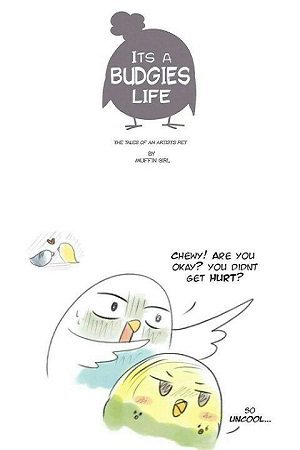 A Budgie's Life